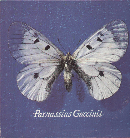 Parnassius Guccinii