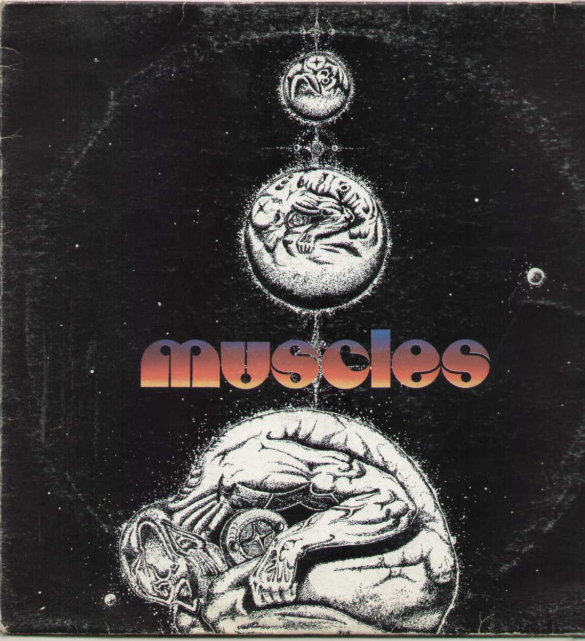 Muscles Dbr20072